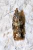 Celypha sp.